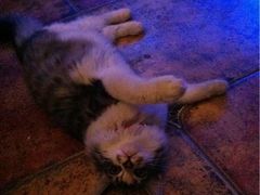 -Sirena海妖日咖夜酒