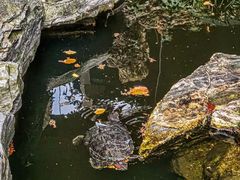 -谷咖啡·鲜花绿植花园餐厅