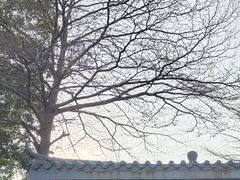 -清湖文化公园