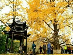 -千年银杏谷文化旅游区