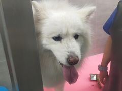 -宠福鑫康馨动物医院·骨科·眼科