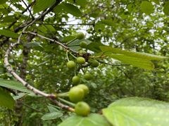 -桤木河湿地公园