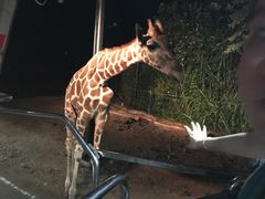 -清迈夜间动物园
