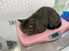 -荔康动物医院(康王北路店)