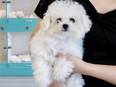 -萌宠之家·腊肠犬·马尔泰·小体犬舍