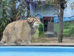 -青藏高原野生动物园