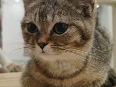 -楼上猫咖(罗湖店)