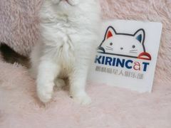 -十年猫舍·猫咪专门店(普陀店)