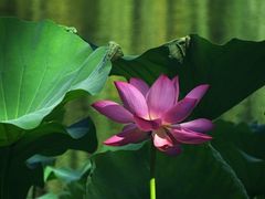-国家植物园南园