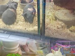 -花鸟鱼虫鲜花绿植市场(玉泉路店)