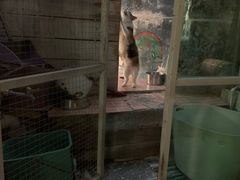 -猫咪博物馆(顶澳仔猫街店)