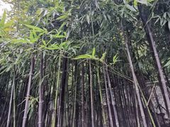 -杭州黄龙洞