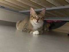 -创凡宠物医院·骨专科  猫科中心(西乡分院)