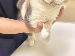 -爱妮康宠物医院·干细胞免疫细胞·肿瘤·心脏(张江店)