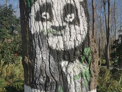 -合肥滨湖国家森林公园