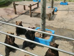 -西霞口神雕山野生动物世界