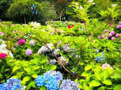 -上海共青森林公园