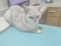 -艾贝尔宠物医院·24H转诊中心·肿瘤猫专科(江宁双龙店)