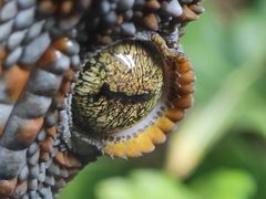 -上海大自然野生昆虫馆