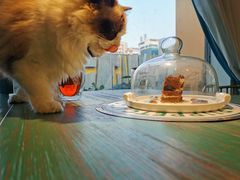 -喵喵咪呀布偶猫咖(春熙路店)