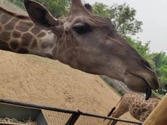 -辛玛王国游乐园