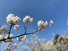 -两河城市森林公园