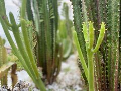 -广东惠东海龟国家级自然保护区