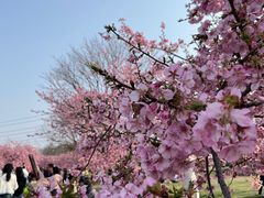 -上海辰山植物园
