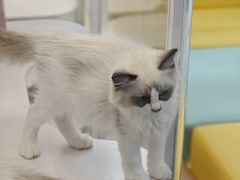 -翊宠yipet猫狗购宠庄园