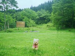 -武陵山森林公园