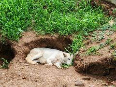 -西霞口神雕山野生动物世界