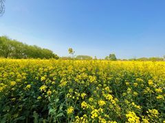 -长兴太湖图影湿地文化园
