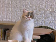-平行世界·猫咖(首经贸店)