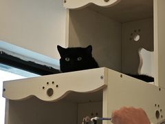-有喵·猫咖·狗咖·30几只猫10只小狗(岗厦店)
