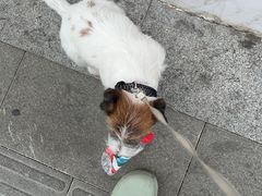 -芭比堂动物医院·24小时·眼科中心(深圳中心)