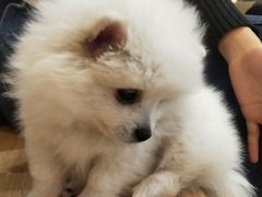 -严国平动物医院(德政总院)