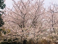 -高东镇樱花园