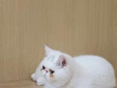 -Double Rui宠物酒店