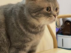 -猫咪派对(江南西店)
