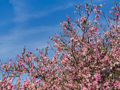 -桃花堤公园