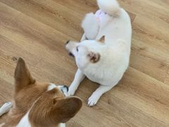 美奈みなこ-柴犬小屋·柴餐厅·狗咖食堂(金鼎广场店)