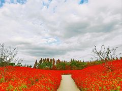 -花开海上生态园