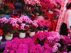 -越秀西湖花市(广州城市广场花卉店)