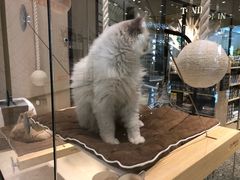 -momokira米努特·德文卷毛猫·棉花面纱犬