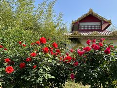 -洛阳白马寺