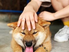 -柴犬高等学院·狗咖·柴犬售卖·宠物训练