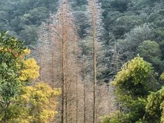 -广州市石门国家森林公园