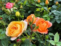 -人民公园(罗湖区)