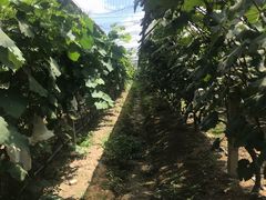 -马陆小张葡萄园农家乐