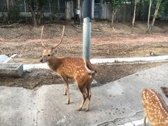 -清迈夜间动物园